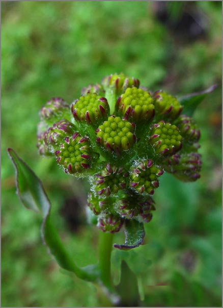 sm P33 Butterweed.jpg - Butterweed (Senecio aronicoides): Still in bud, this native will bloom in either sunny or shaded spots.